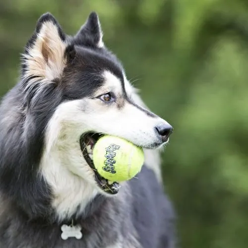 KONG AirDog Squeakers Tennis Ball Dog Toy XS 3pk